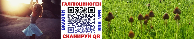 Псилоцибиновые грибы Psilocybe  Купить  Кушва 